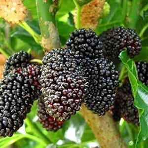 May include: Close-up of ripe mulberries on a tree branch. The berries are a deep, dark purple, almost black, with a textured surface. Green leaves and a light brown branch provide a natural backdrop. Some unripe berries are also visible.