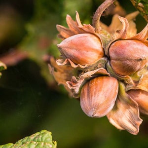 Two LIVE hazelnut trees 2 ft tall now american filbert tasty nuts FREE shipping