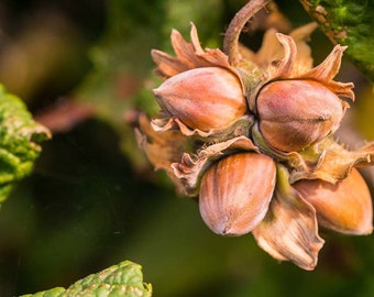 Two LIVE hazelnut trees 2 ft tall now american filbert tasty nuts FREE shipping