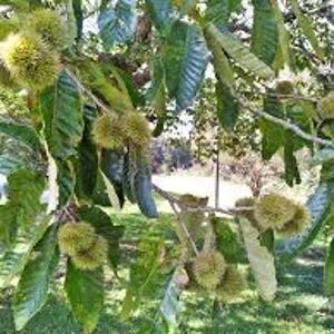 May include: Close-up of a tree branch with several green spiky chestnut burrs hanging from it. The burrs are clustered together and some are partially open, revealing the brown nuts inside.