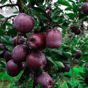 May include: Close-up of a tree branch laden with ripe, dark red apples. The apples are covered in water droplets, with green leaves surrounding them. The apples appear to be freshly picked from the orchard.