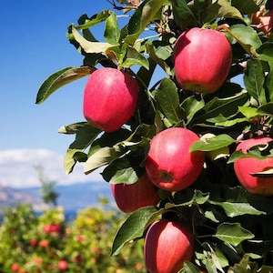 Live Pink Apple Tree (2-3 Ft Tall), Semi Dwarf Variety