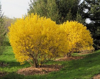 2 forsythia bushes , bright yellow flowering shrub plant now 2ft tall