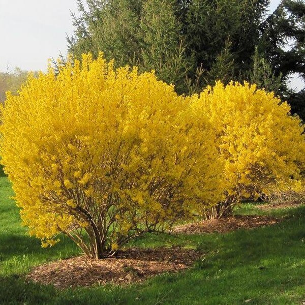 2 forsythia bushes , bright yellow flowering shrub plant now 2ft tall