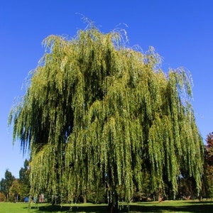 One 3-4 feet weeping willow tree ready to plant now!