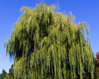 One 3-4 feet weeping willow tree ready to plant now!