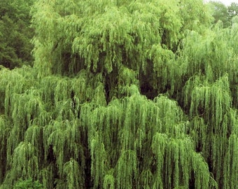 TWO live weeping willow trees 3ft tall now ready to plant branched and budding now