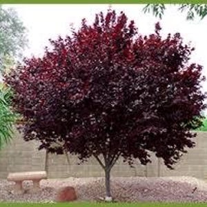May include: A small ornamental tree with deep burgundy leaves. The tree has a rounded shape and a single trunk. It is planted in a bed of small rocks, with a stone bench and a brick wall in the background.