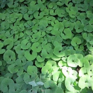 May include: A dense cluster of vibrant green, kidney-shaped leaves with smooth, rounded edges. The foliage is tightly packed, creating a uniform ground cover with visible veins and a matte texture, illuminated by patches of bright, natural sunlight.