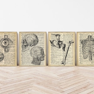 set of 4 halloween printable wall art | halloween wall art | vintage wall art | printable digital wall art | gothic decor | human anatomy