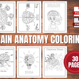 Human Brain Coloring Pages | DIGITAL DOWNLOAD | 30 PAGES | Anatomy, education, for girls and boys, kids ages 4-8