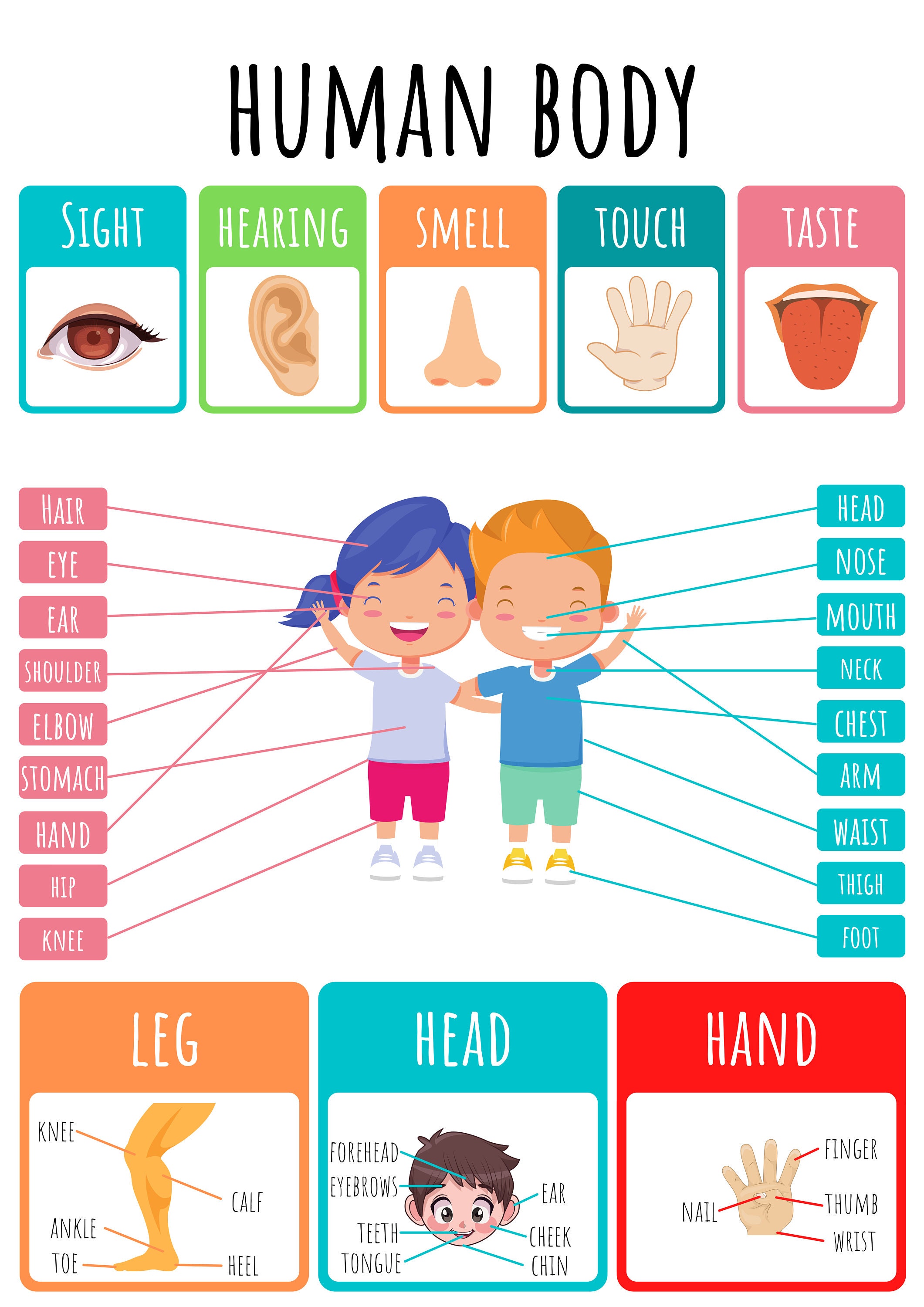 Human Body Poster INSTANT DOWNLOAD Educational Prints Nursery Print Biology Diagrams