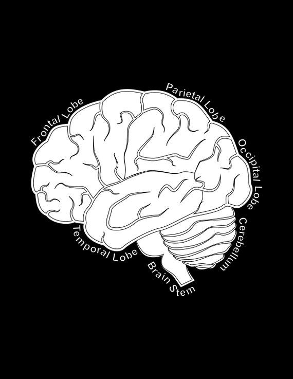 Brain Lobes Coloring Page