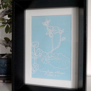 Saxifraga sibthorpii GRECE Botanical design, original creation, plant, white felt and blue paper, framed 16x21x5 image 1