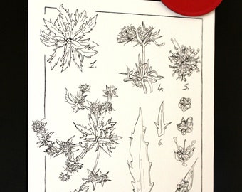 Eryngium viviparum - FRANCE - Botanical drawing, original creation, rare plant, ink, format 13x18cm