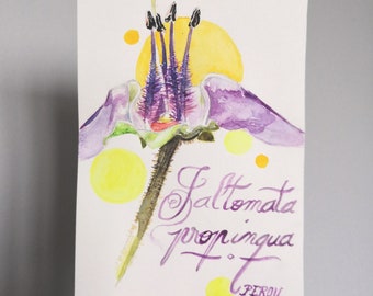 Jaltomata propinqua - PERU - Botanical drawing, original creation, rare plant, watercolor 10x15