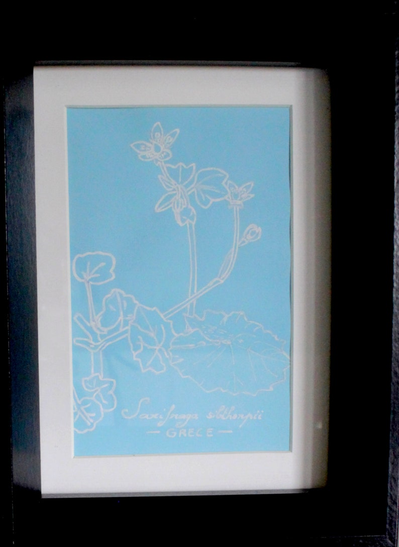 Saxifraga sibthorpii GRECE Botanical design, original creation, plant, white felt and blue paper, framed 16x21x5 image 4