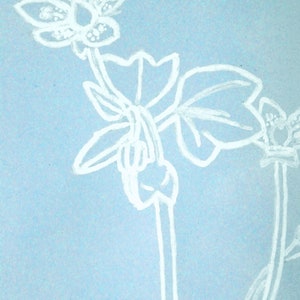 Saxifraga sibthorpii GRECE Botanical design, original creation, plant, white felt and blue paper, framed 16x21x5 image 5