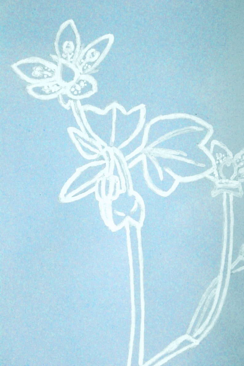 Saxifraga sibthorpii GRECE Botanical design, original creation, plant, white felt and blue paper, framed 16x21x5 image 5