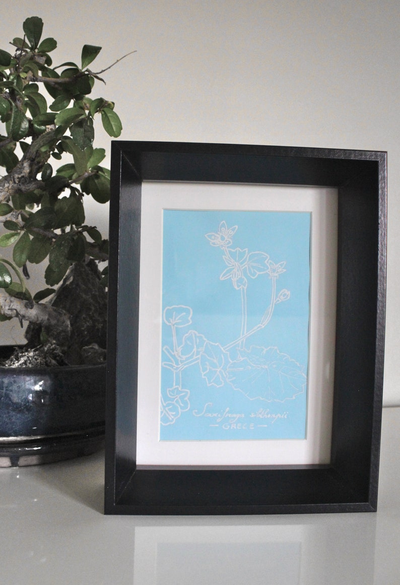 Saxifraga sibthorpii GRECE Botanical design, original creation, plant, white felt and blue paper, framed 16x21x5 image 2