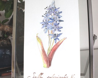 Scilla subnivalis - GRECE - Botanical drawing, original creation, plant, watercolor, framed 13.5x18.5