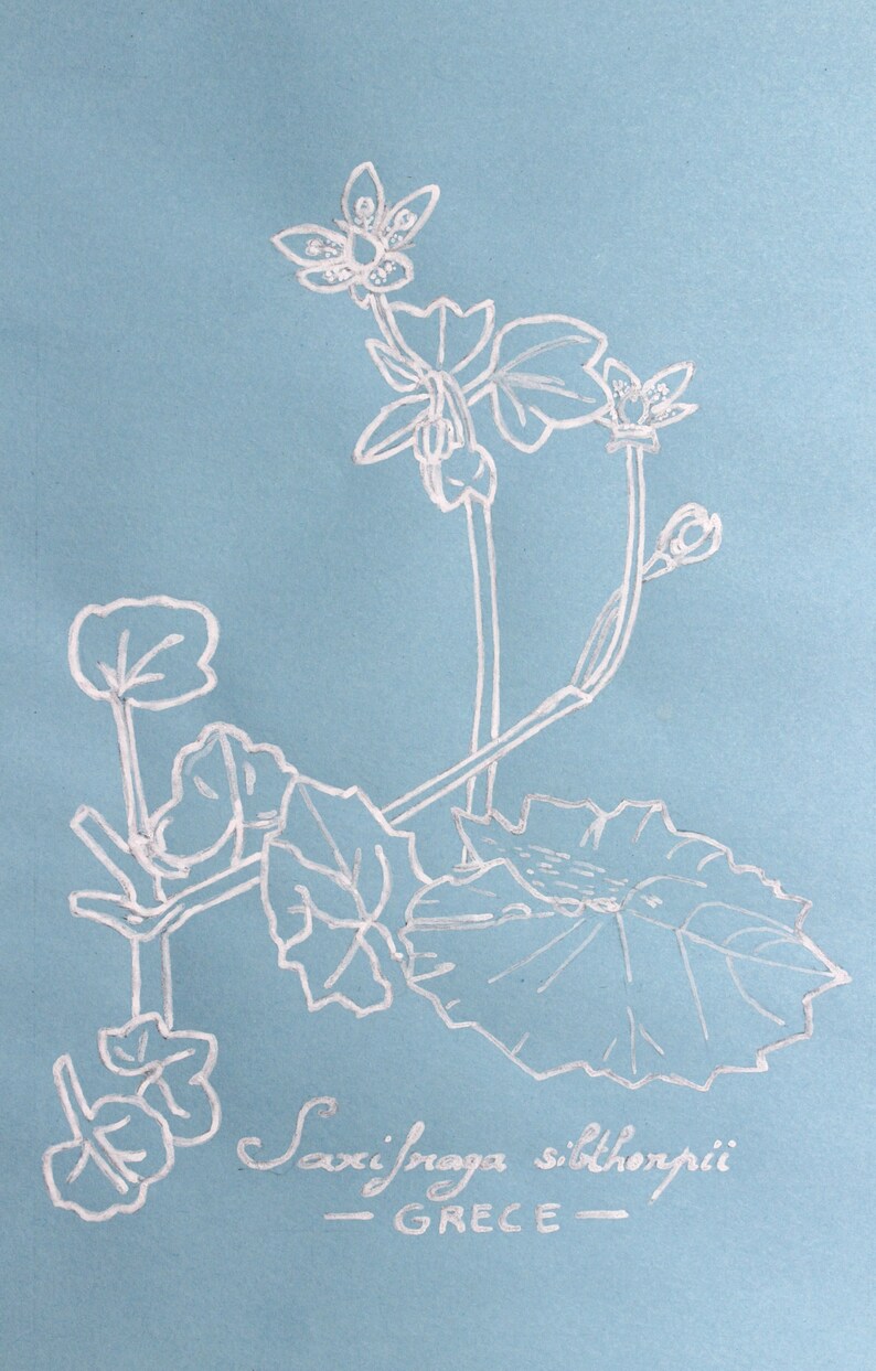 Saxifraga sibthorpii GRECE Botanical design, original creation, plant, white felt and blue paper, framed 16x21x5 image 3