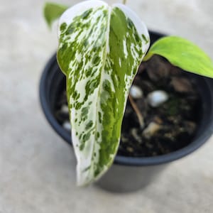 Anthurium Subsignatum - Etsy
