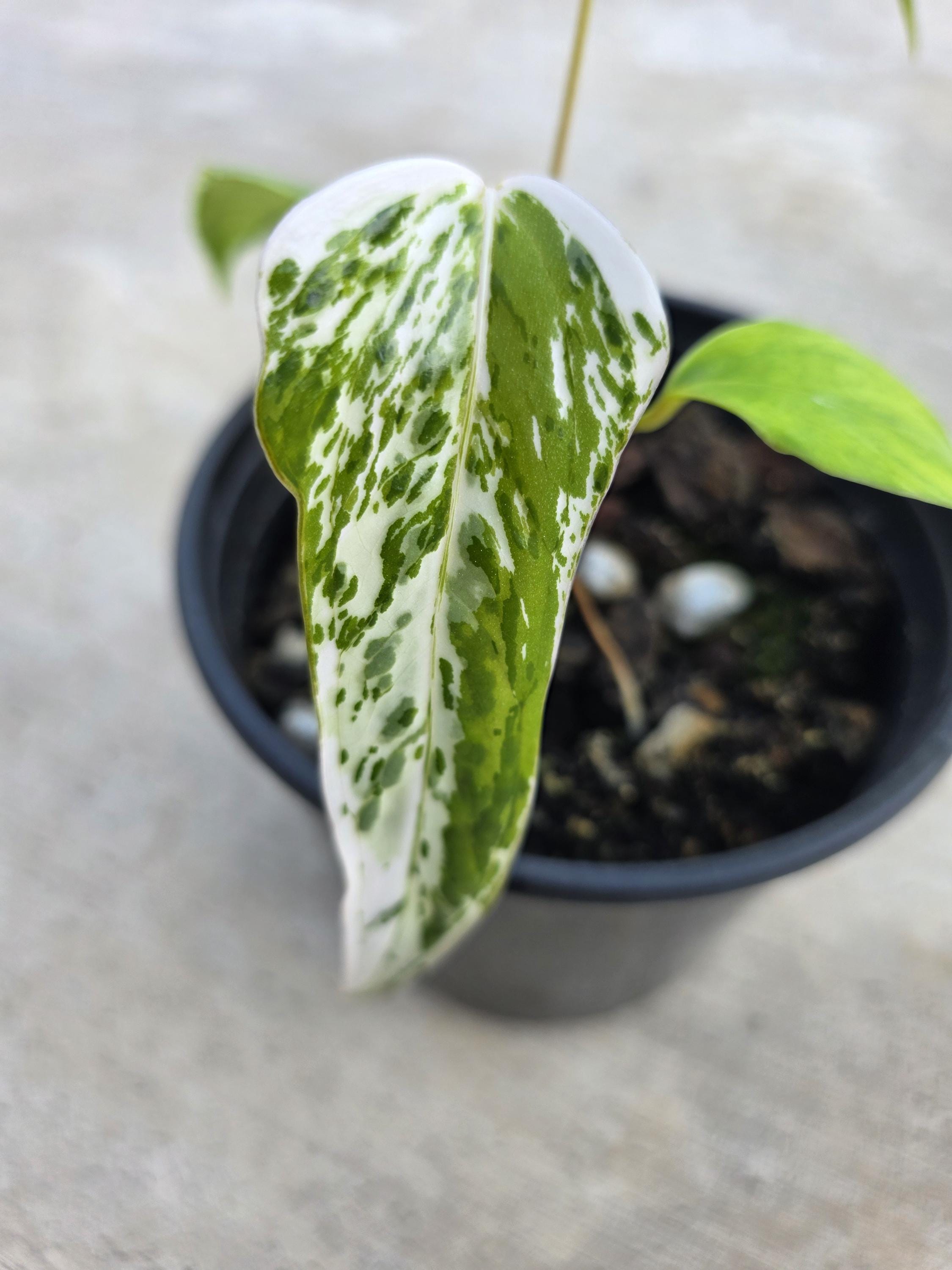 Anthurium Subsignatum - Etsy