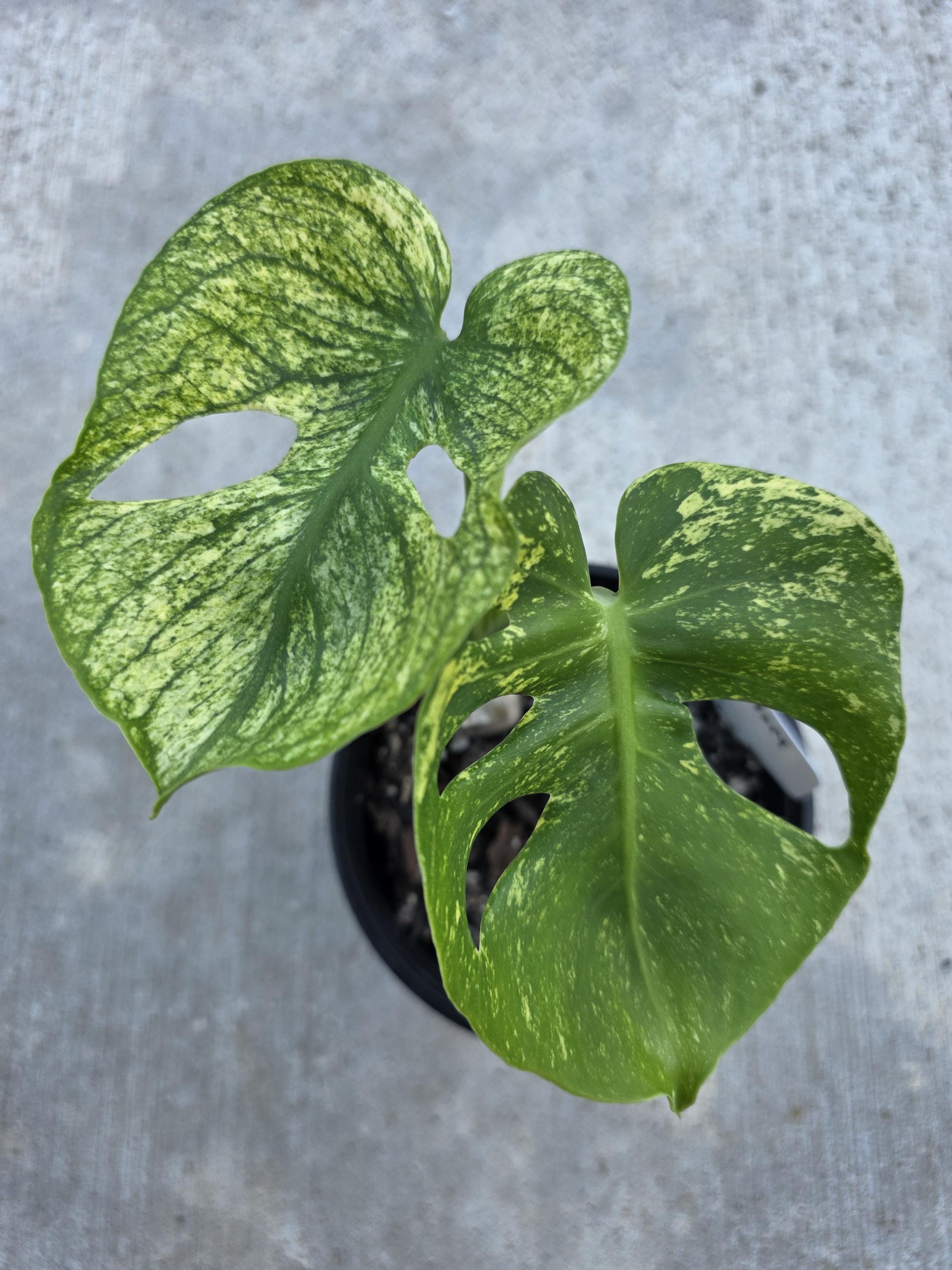 Monstera Siam Mint - Etsy