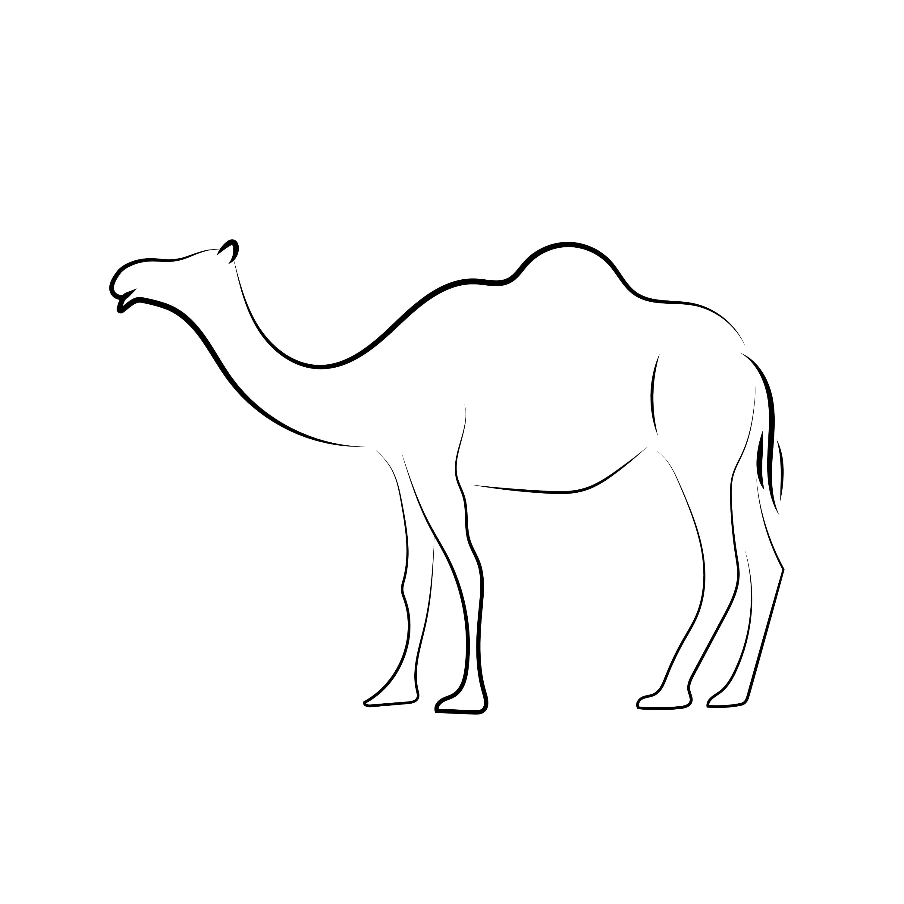 Camel Animal DIGITAL Download Print Line Drawing Sketch Minimal ...