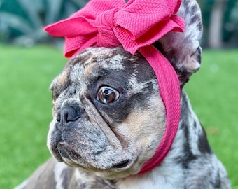 Copper Brown Corgi French Bulldog Terrier Chihuahua Frenchie Puppy