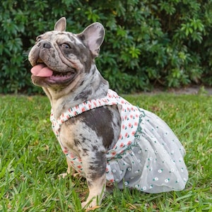 French Bulldog Dress Etsy