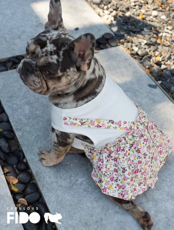 How To Dress French Bulldogs