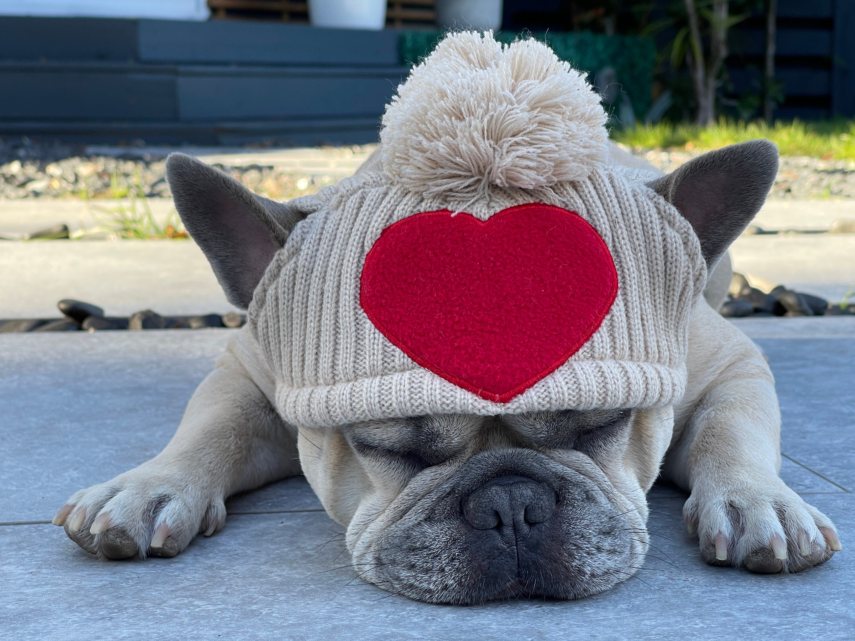 Crocheted Beanies for Dogs-cockatiel Beanie Hat 