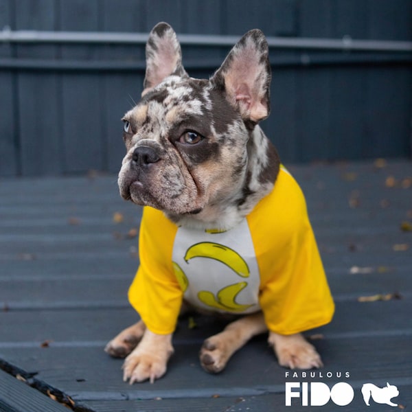 Fabulous Fido's Pet Couture: Designer Banana Cotton Shirt for French Bulldogs - Tailored Dog Fashion