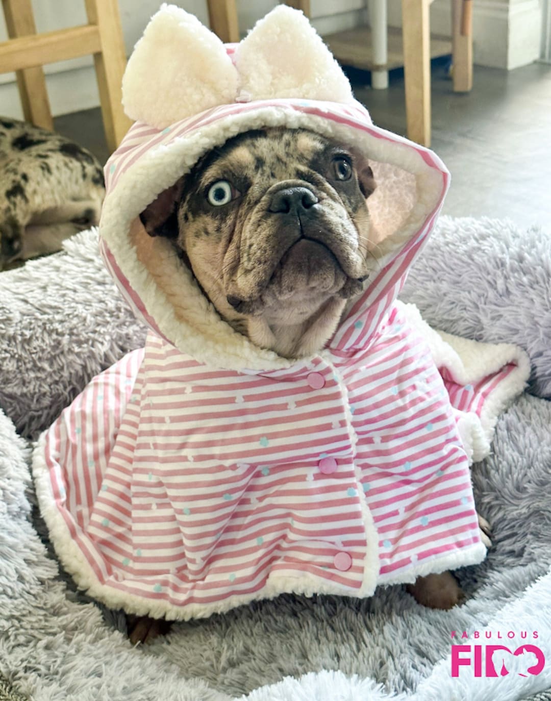 Se Mea Porque Mi Perro Me Hace Pis En La Cama Mascota Porque Mi