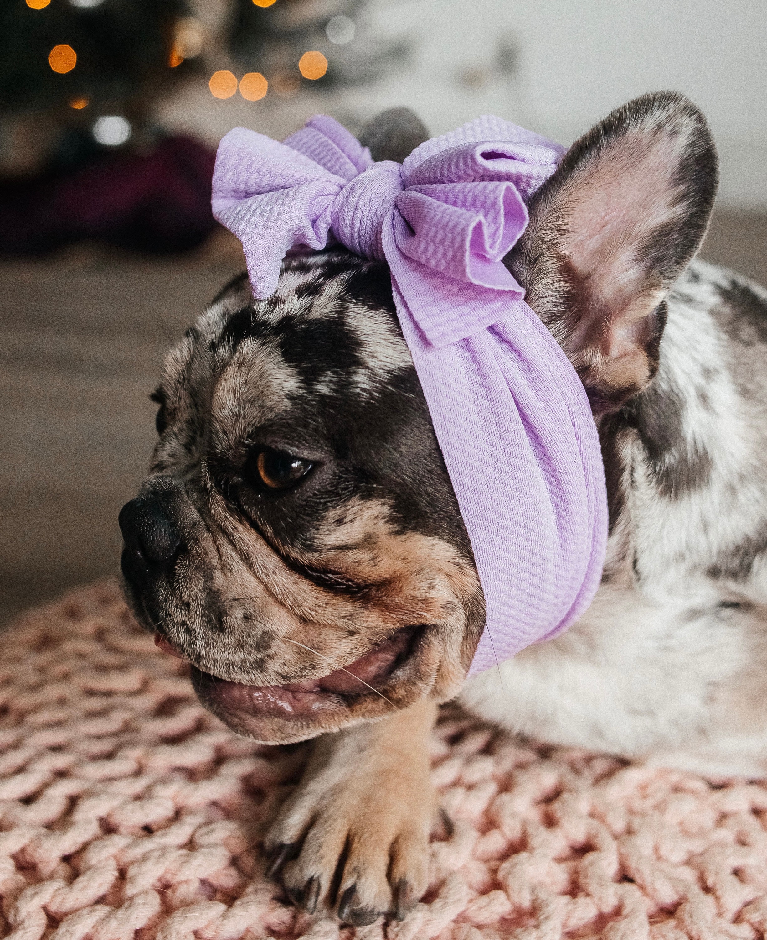 新品 オリバーガル OliverGal Headband Frenchie 新品 オリバーガル OliverGal Headband Frenchie 新品 オリバーガル