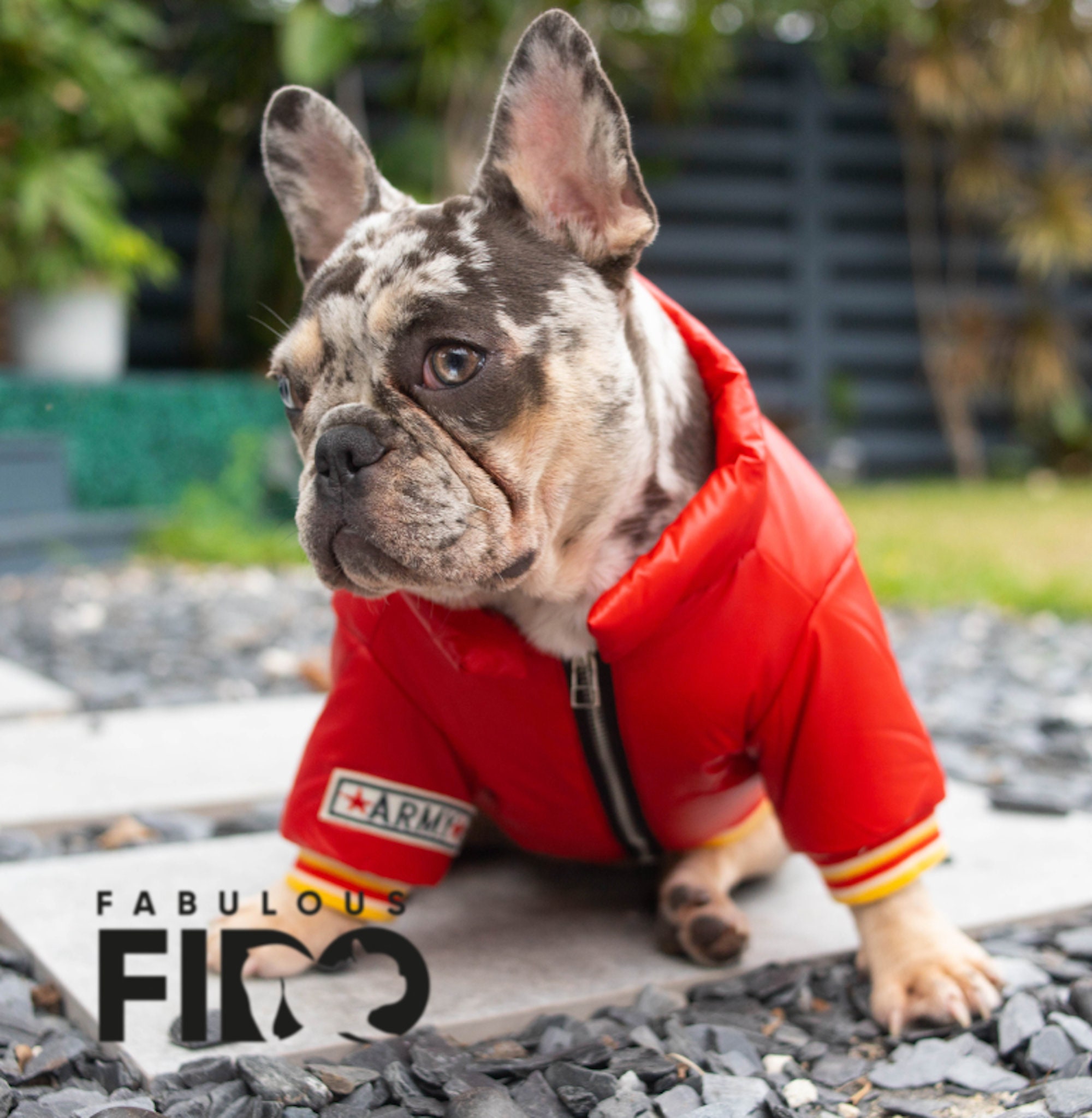 French bulldog puffer jacket discount