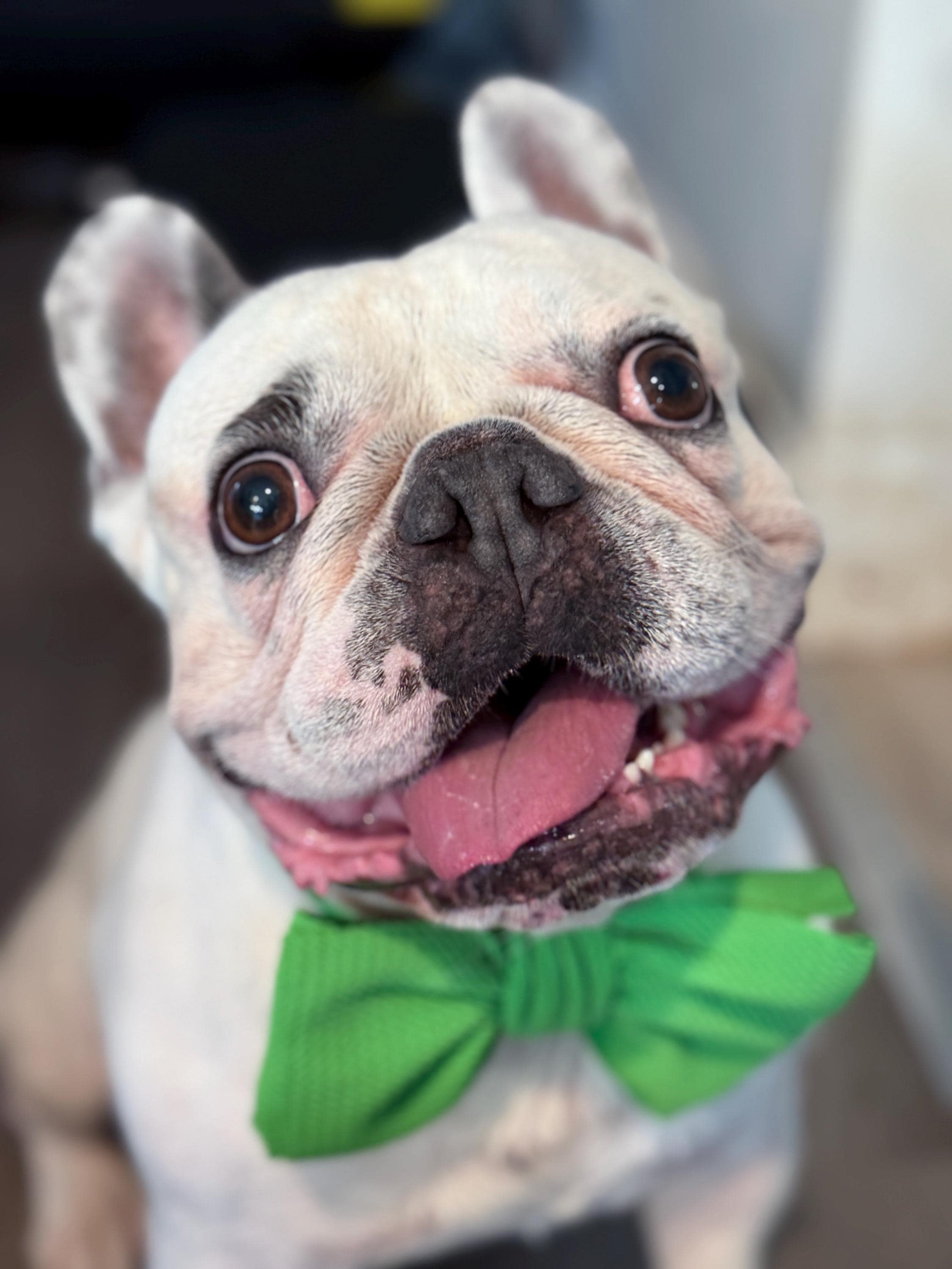 Fabulous Fido Cute Pet Headband, Stylish Headband for French