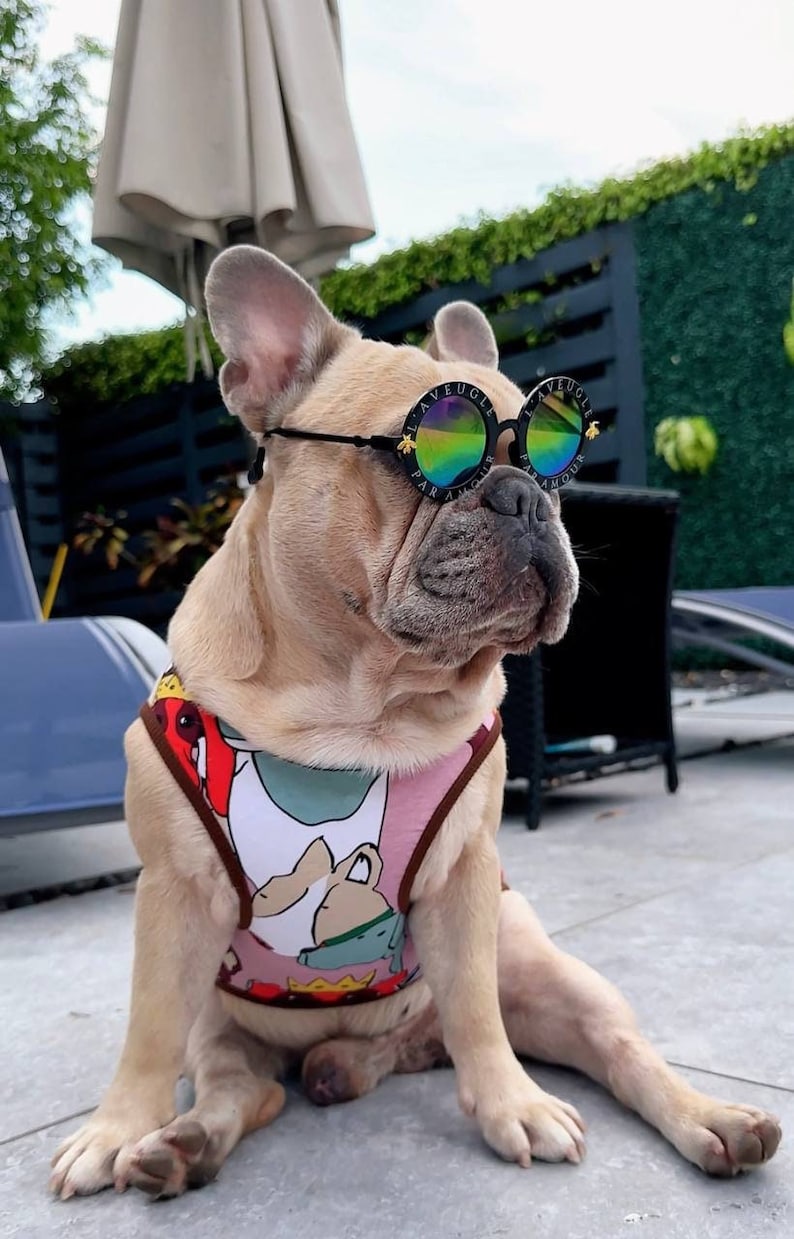 May include: A French bulldog wearing a pink and white dog harness with a cartoon design and black sunglasses that say "L'Aveugle Par Amour".