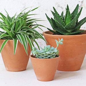 May include: Three terracotta pots containing different plants. The largest pot holds a green aloe vera plant, the medium pot has a green and white spider plant, and the smallest pot contains a green succulent.