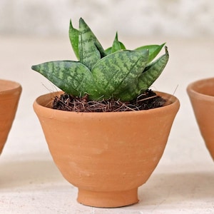 Conjunto de vasos para plantas em formato de copo de ovo