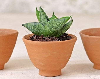 Set of Egg Cup Plant Pots