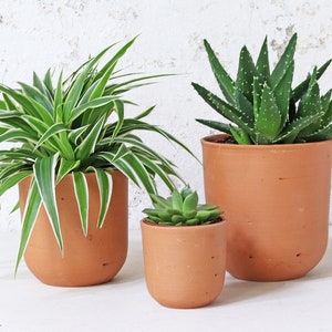 May include: Three potted plants in terracotta pots. A spider plant with green and white striped leaves, an aloe vera plant with spiky green leaves, and a small succulent. The pots are a warm, earthy colour, creating a natural aesthetic.
