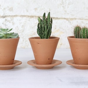 May include: Three terracotta pots with saucers, each containing a different type of succulent plant. The plants are a green cactus, a green succulent with long, thin leaves, and a green succulent with round, fleshy leaves.