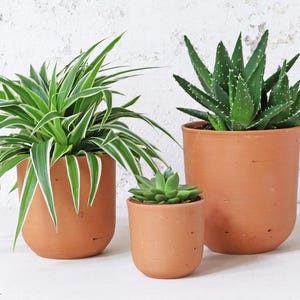 May include: Three terracotta pots containing different plants. The largest pot holds a green and white striped plant, the middle pot has a green succulent, and the smallest pot contains a green aloe vera plant.