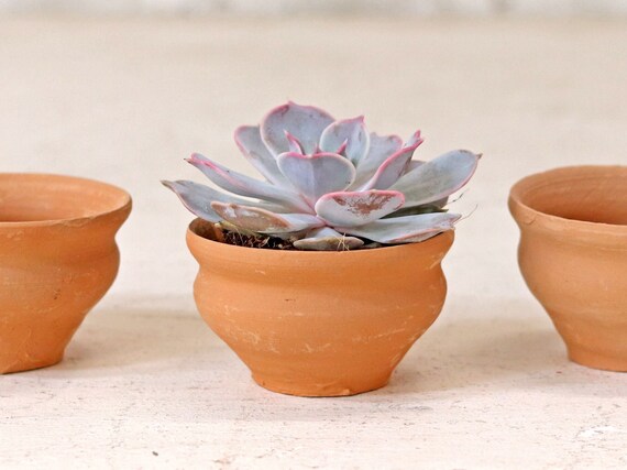 Set of Terracotta Tea Cups - Etsy