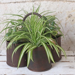 May include: Three potted plants in rusty metal containers with a rustic, farmhouse style. The plants are a mix of green and white striped foliage.