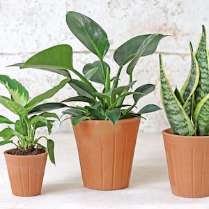 Fluted Terracotta Plant Pot