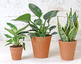 Fluted Terracotta Plant Pot
